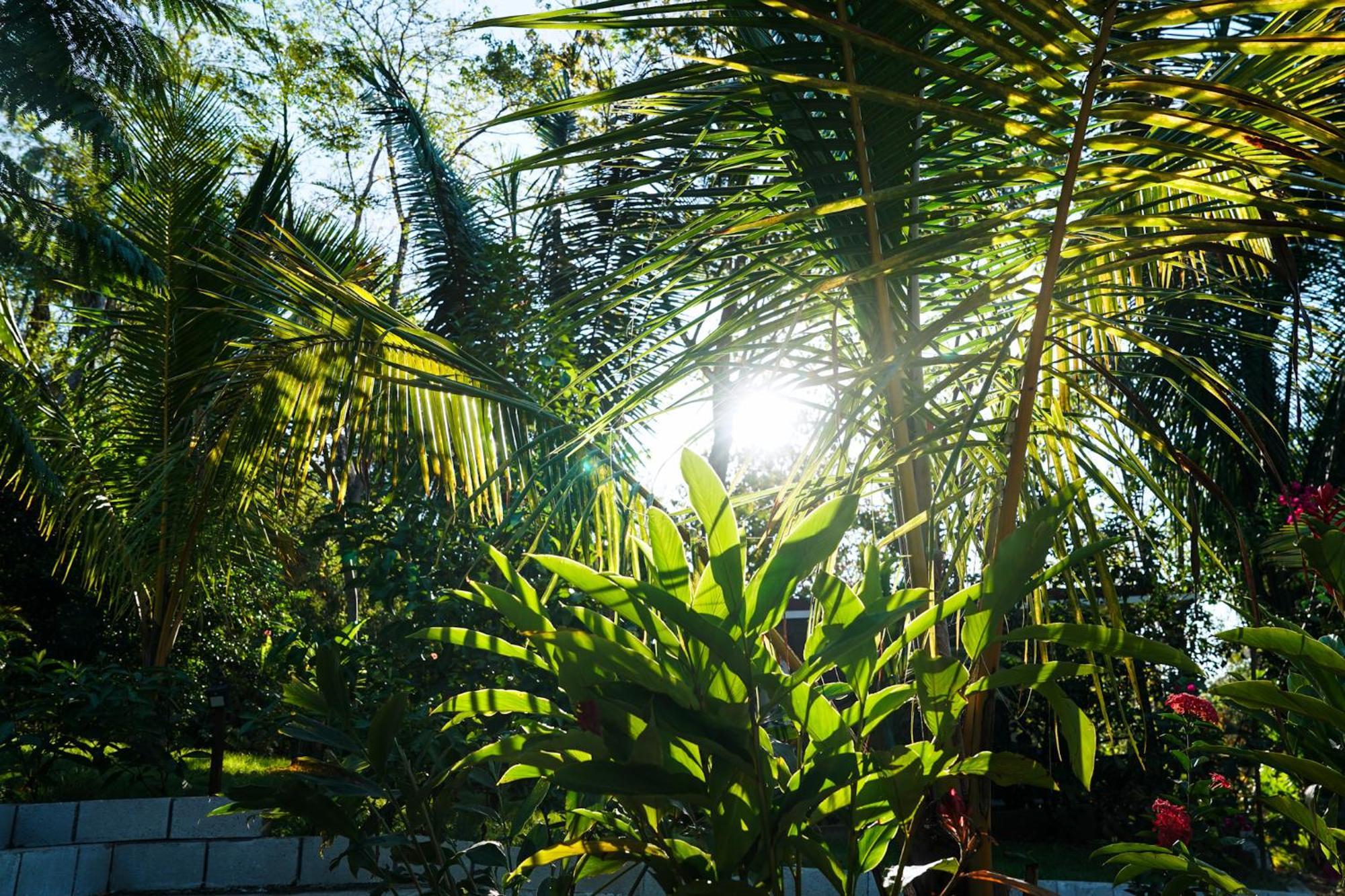 House In The Palm Forest Карильо Екстериор снимка